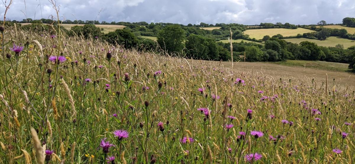 Kingcombe Meadows