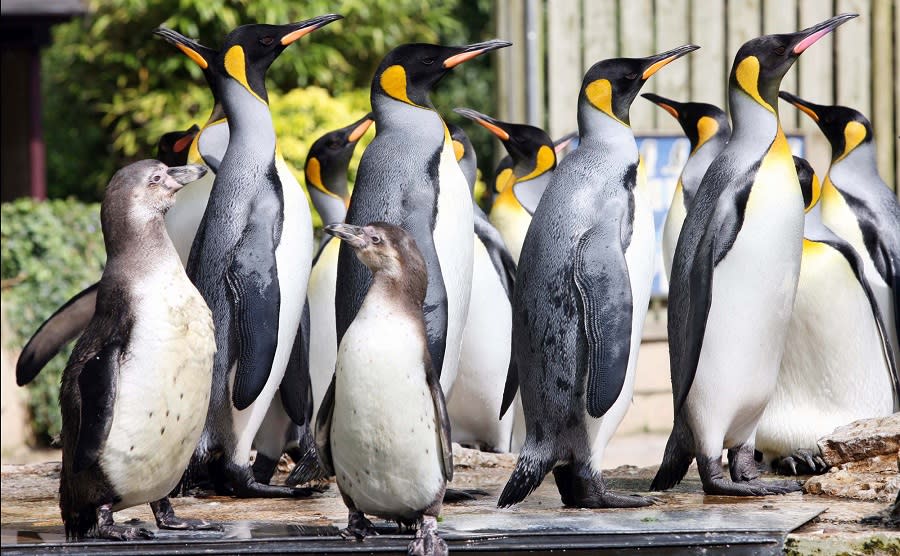 Penguins at Birdland