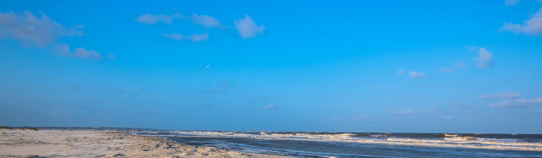 4 Pet Friendly Activities In The Golden Isles