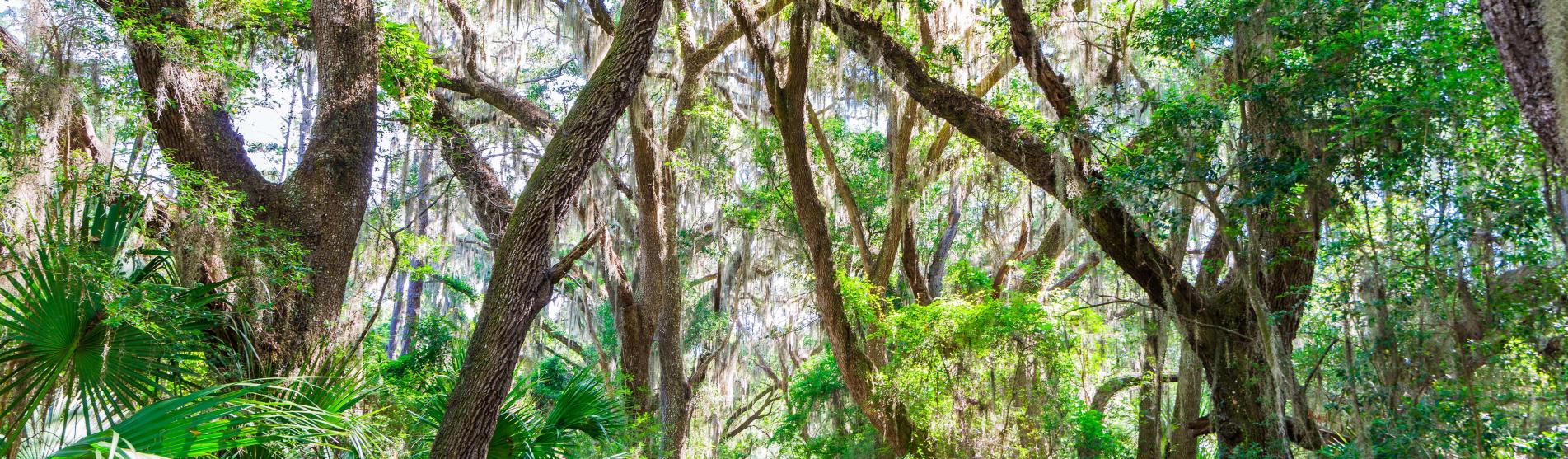 Things To Do This Winter In The Golden Isles