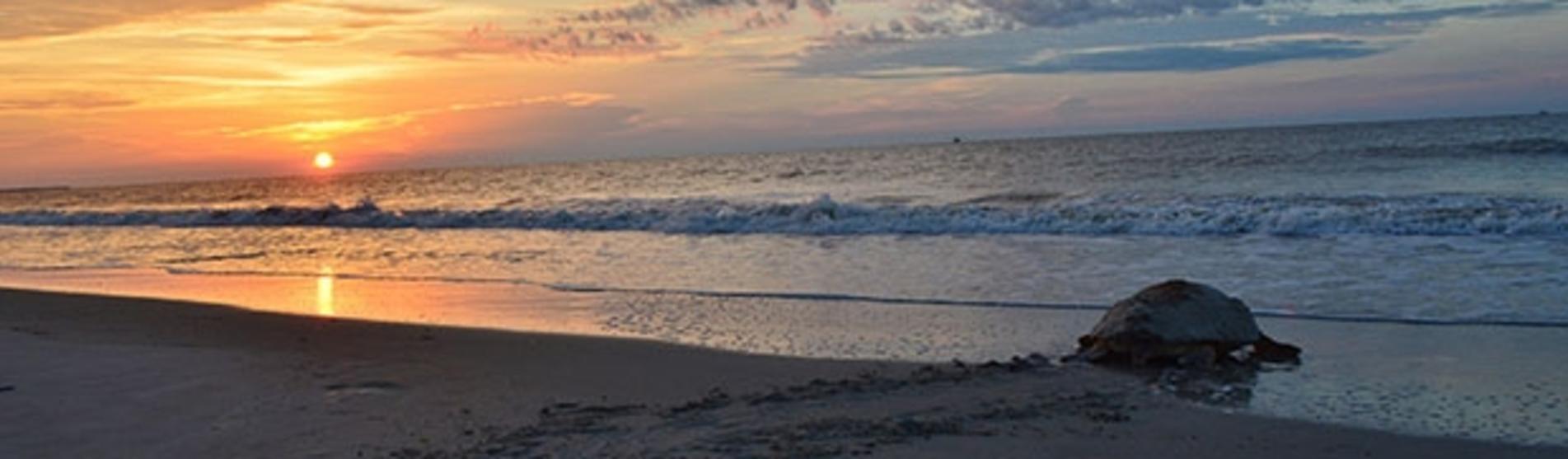 A Morning Of Sea Turtle Patrol