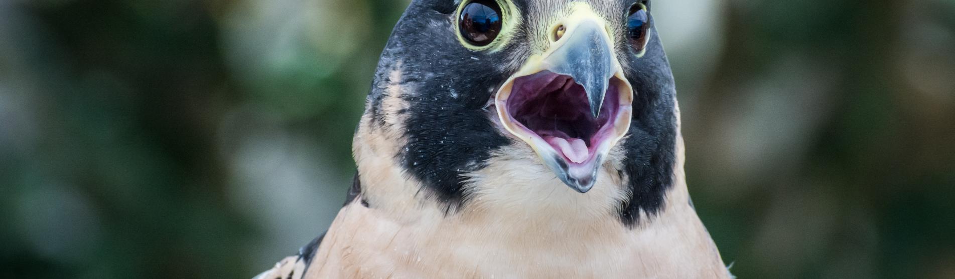 Morro Bay Ecotourism Winter Bird Festival 2019