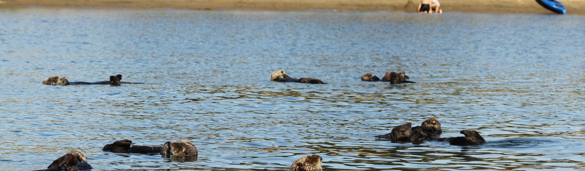 Record Numbers Of Adorable Sea Otters Delight Morro Bay