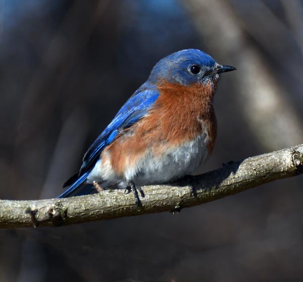 Wildlife in Howard County