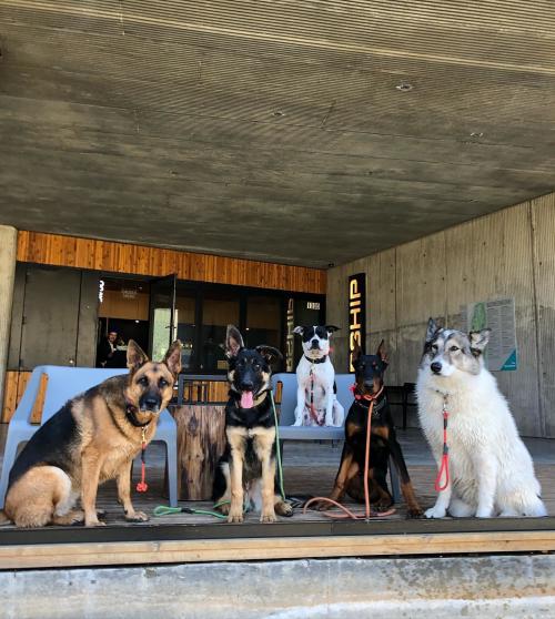 5 dogs sitting at the outdoor airship at coler. Used for a dog blog