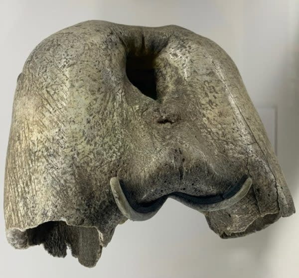 A walrus skull found near Mackinac Island on Round Island