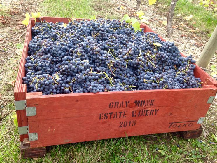 Picked Grapes at Gray Monk Winery