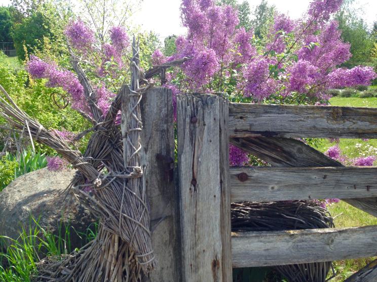 Blossom around Ancient Hill Winery