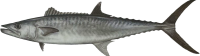 King Mackerel