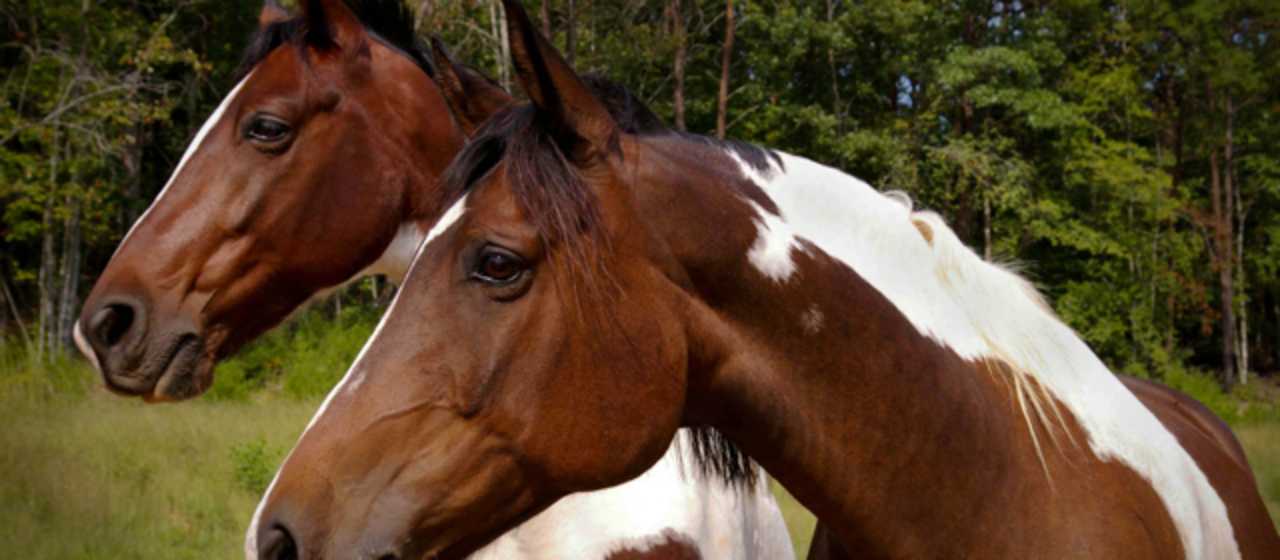 Horseback Riding In Lake Lure Amp The Blue Ridge Foothills