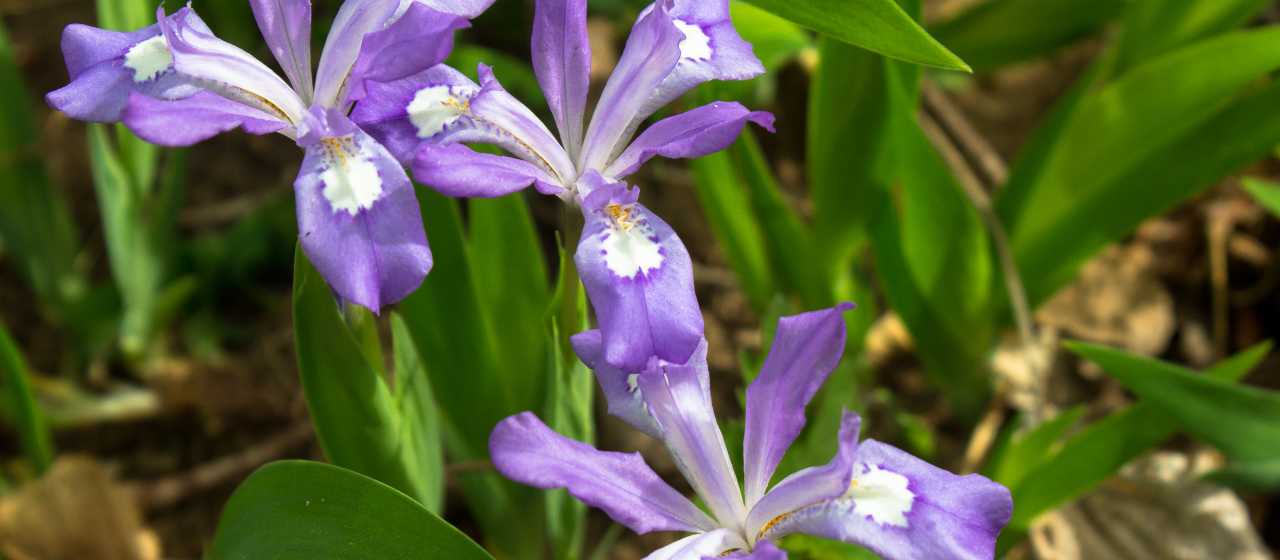 Florence Preserve}
