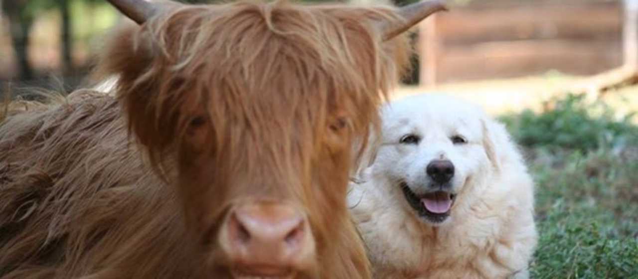 New Beginnings Farm Animals}
