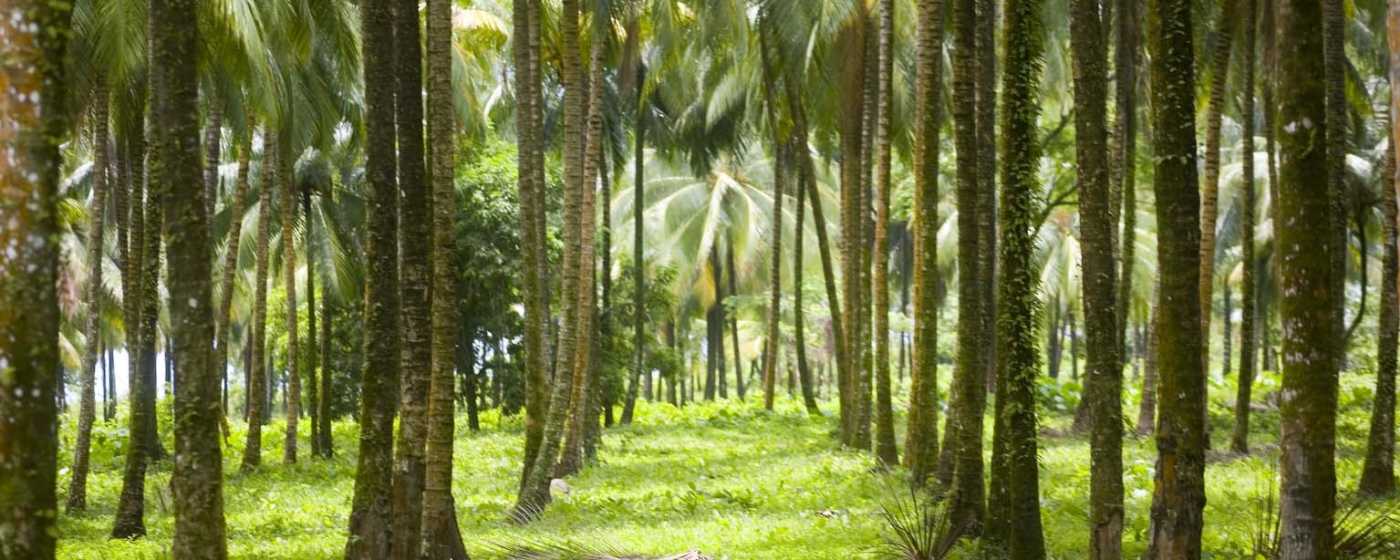 Landscape Trees