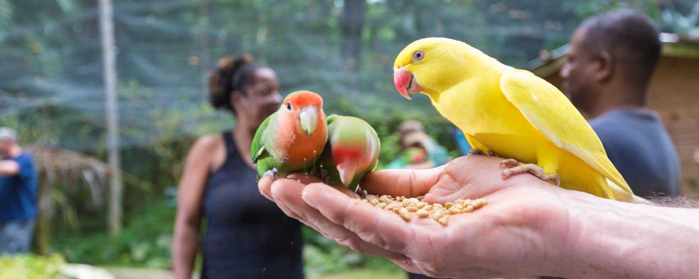 Animal Love birds