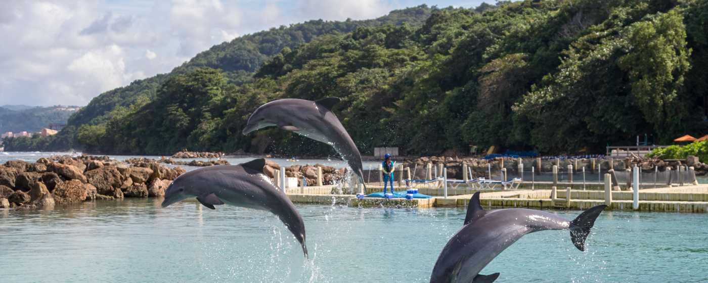 Dolphin Cove