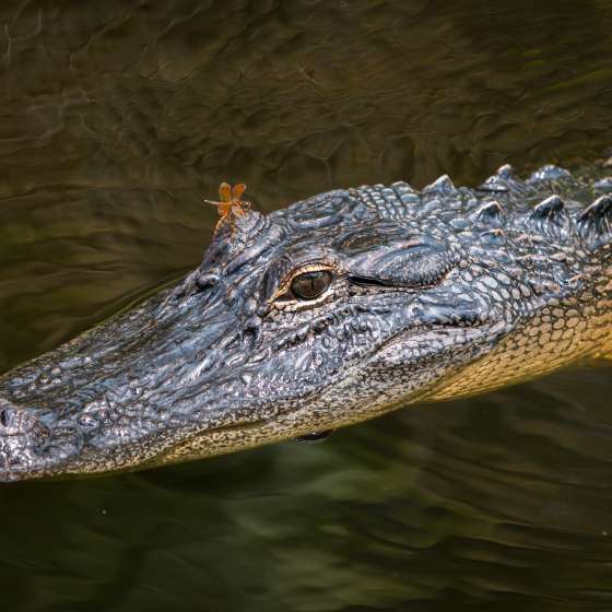 Jean Lafitte Swamp Tour