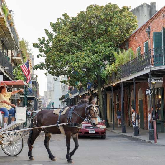 French Quarter Mule and Buggy