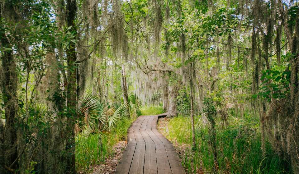 Barataria Preserve