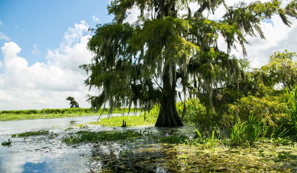 Cajun Encounters Swamp Tours