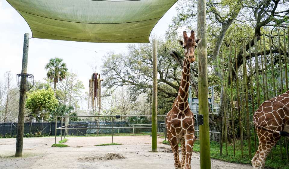 Audubon Zoo