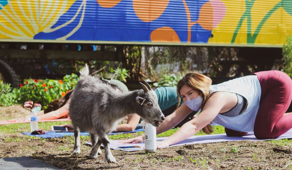 Yoga des chèvres à Paradigm Gardens