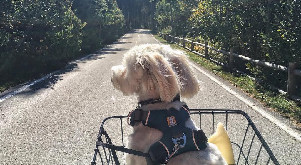 Dog in Bike Basket – Mackinac Island Tourism Bureau