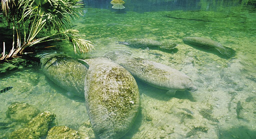 Manatees at Homosassa Springs