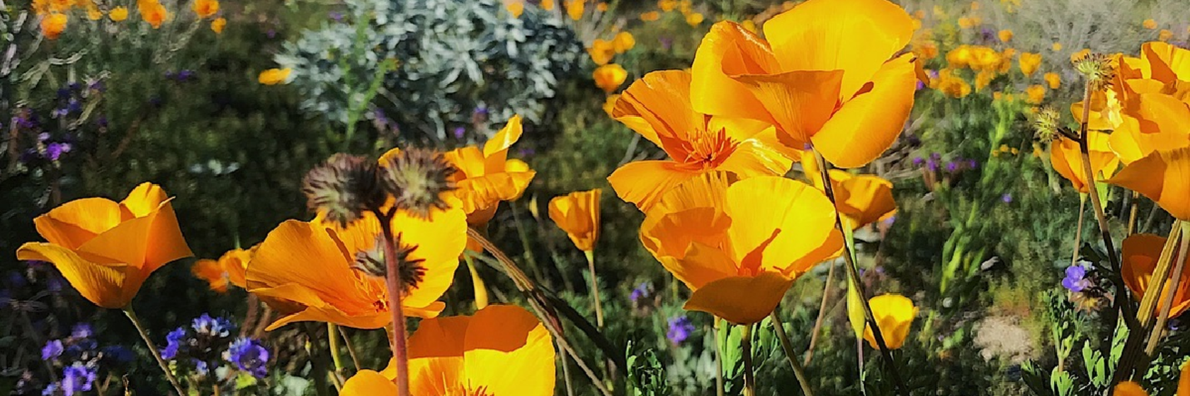 Where To See Wildflowers In Phoenix Visitphoenix Com Western australian wildflowers bloom on the coral coast all year round, but between late july and early october you'll see some of the most stunning displays in the state, when blankets of brilliant wildflowers colour the outback landscape and unique individual species can be found. where to see wildflowers in phoenix