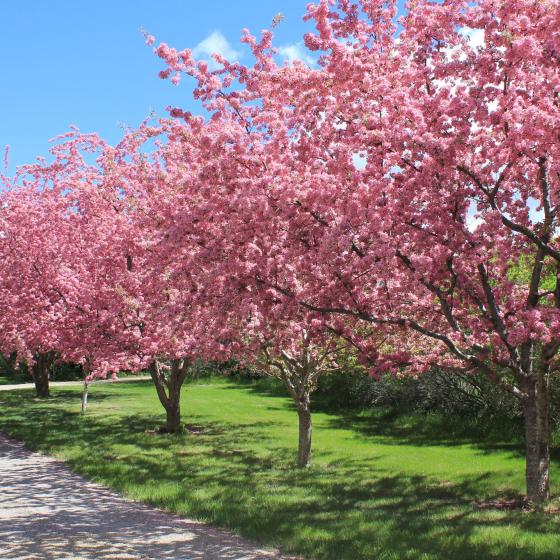 Spring