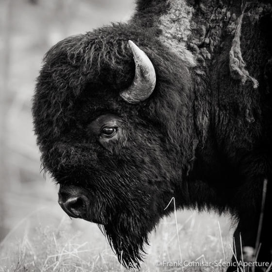 Bison I