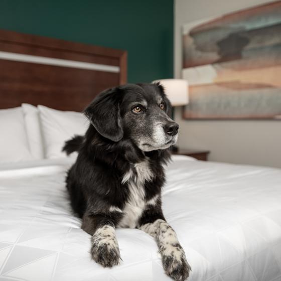 Pet Friendly Hotel