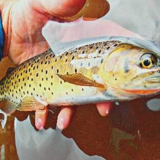 Duranglers_durango_colorado_cutthroat_trout_high_country_fly_fishing