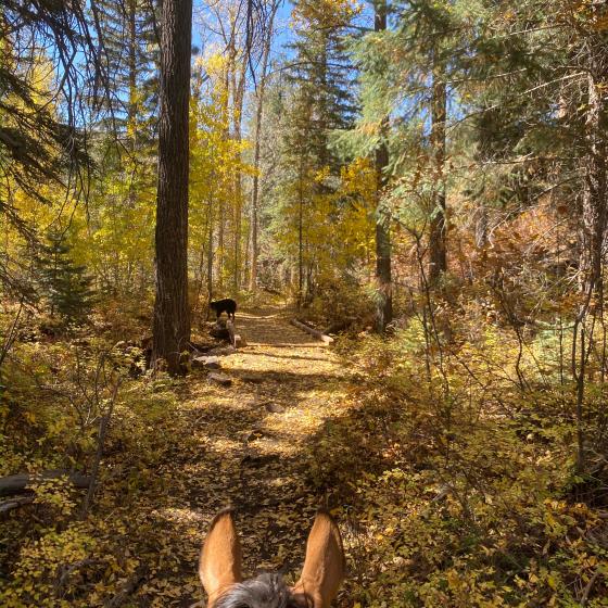 Fall in love with Durango trail rides at Bears Ranch