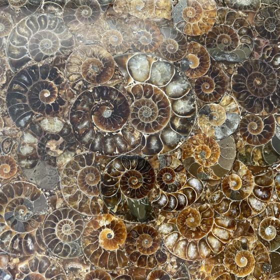 Ammonite plate