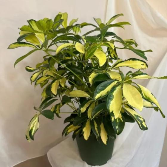 Schefflera Plant