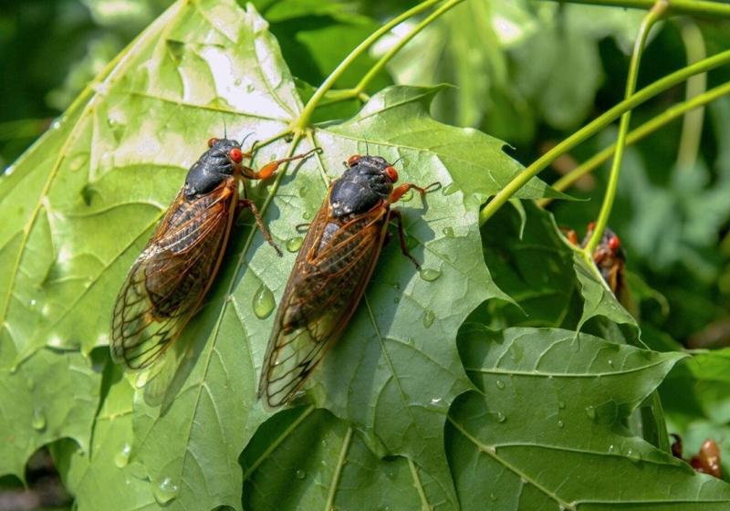 Brood X Cicadas in Indiana| Locations, Food & Events