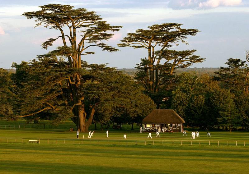Two cedar trees with a cricket match playing in the foreground