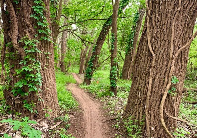 Biking trail through the woods at Brazos River Park.