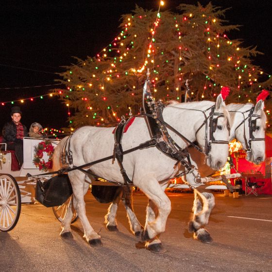 Downtown Forest City Carriage Rides