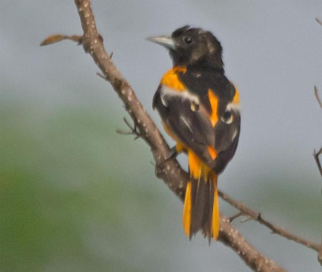 An Oriole perches on a branch at Davidsonville Park.