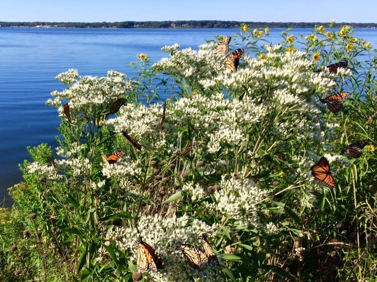 monarch butterflies in joe pye weed on muskegon lake