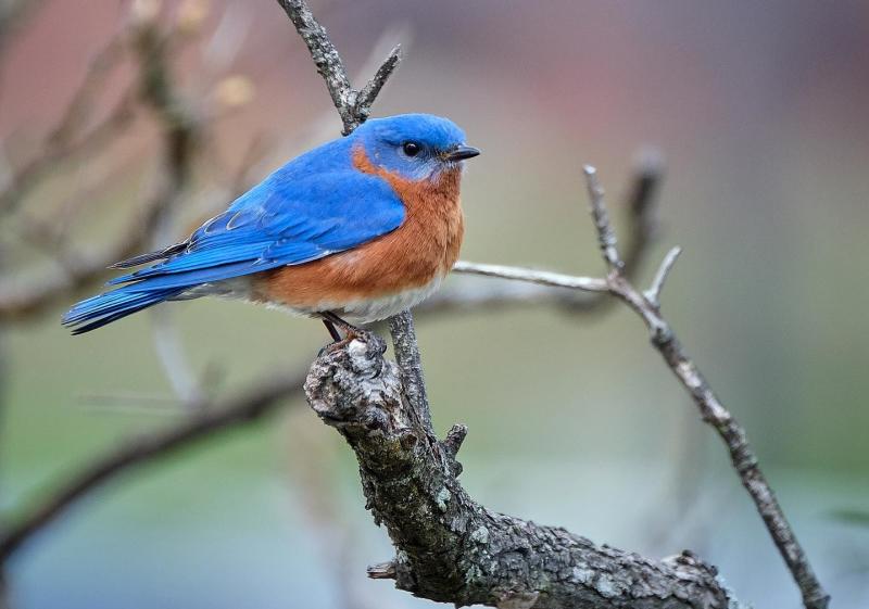 An eastern bluebird perched on a tree branch