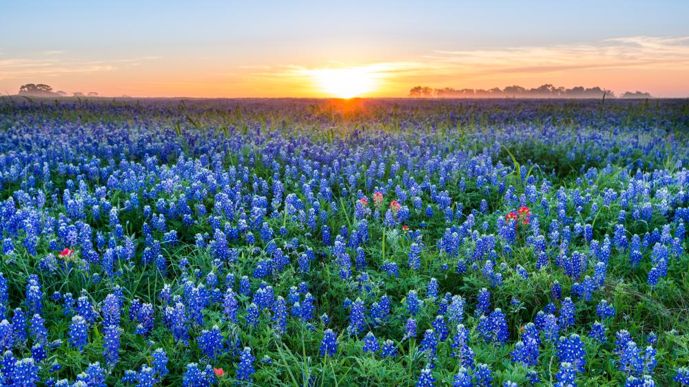 Sunrise over a field of bluebonnet flowers near austin texas