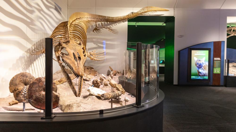 Large exhibit of dinosaur bones, made to look like a swimming dinosaur at the Texas Science and Natural History Museum.