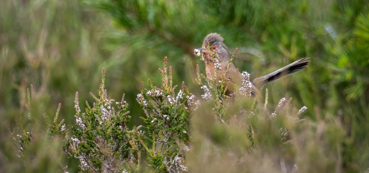 Dartford Warbler