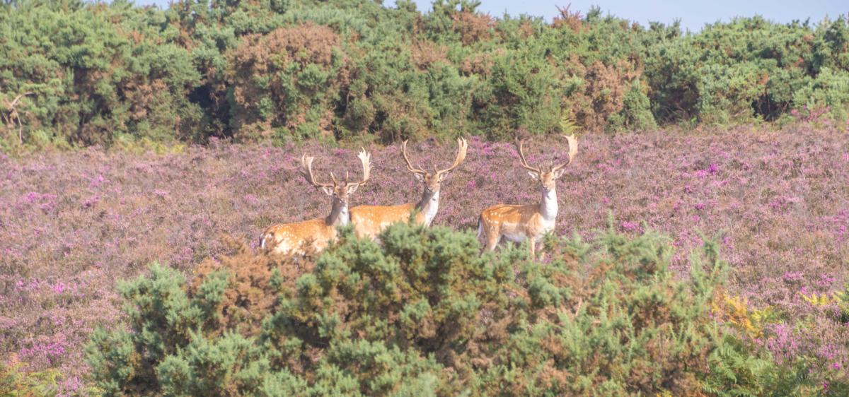 Deer in the heather in the New Forest
