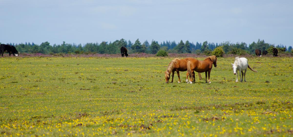 Ponies on grassland in the summer in the New Forest