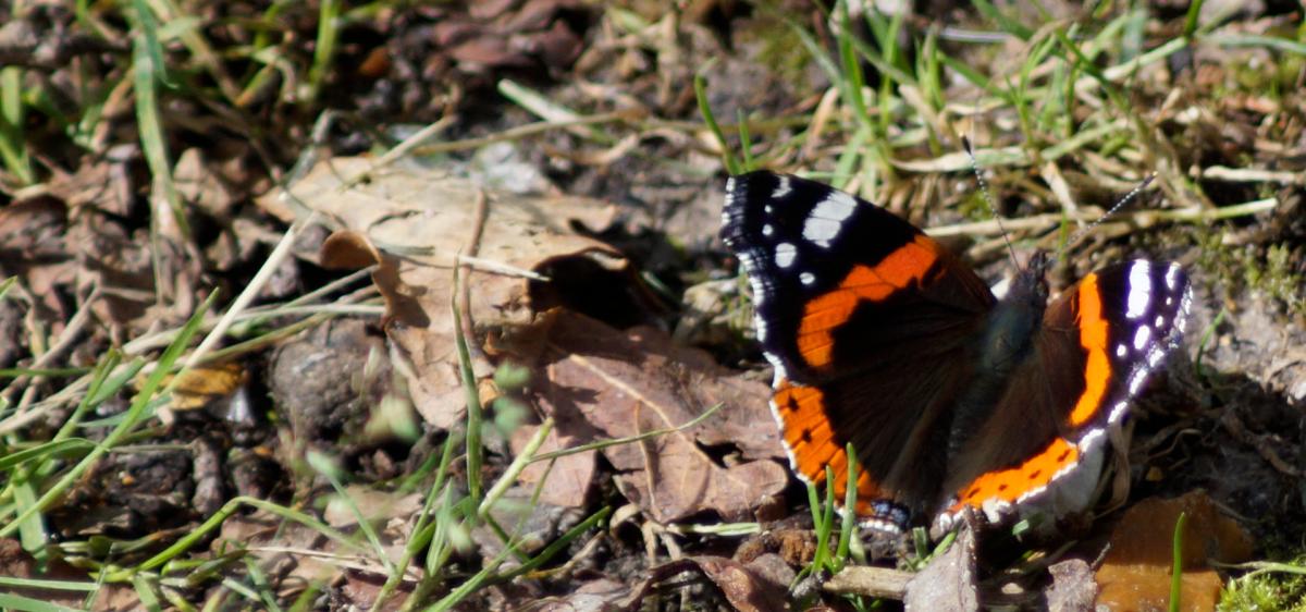 Butterfly in the New Forest