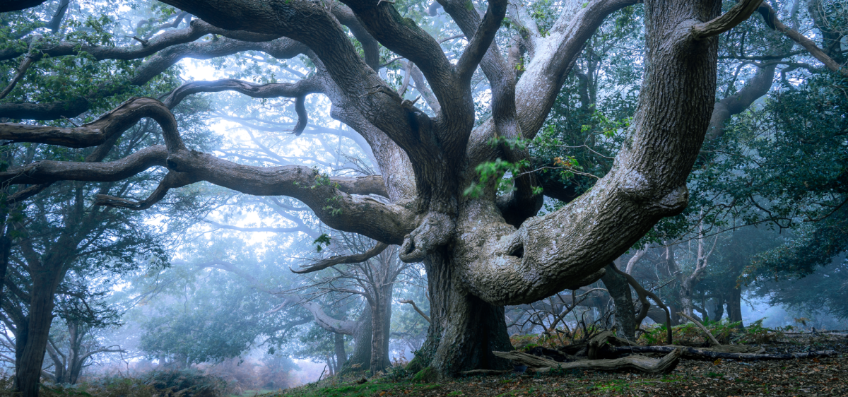 Ancient woodland in the fog in the New Forest