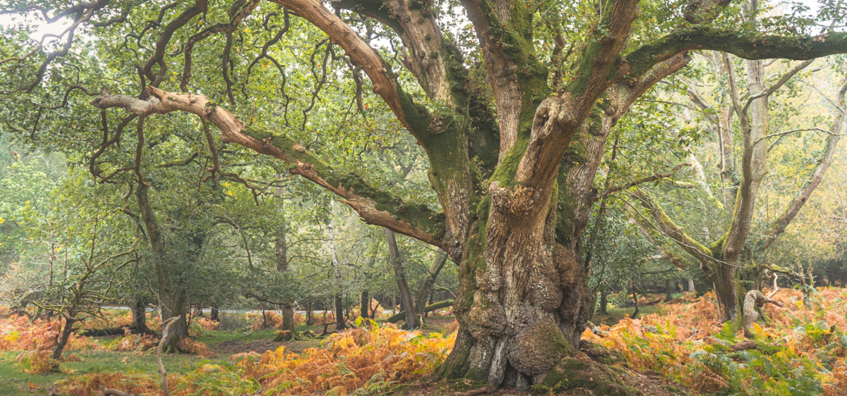 Ancient woodland in the autumn in the New Forest